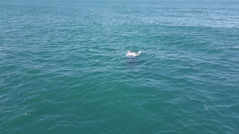 A-humpback-whale-appears-on-the-ocean-surface-breathing-and-blowing-water-spout-on-a-bright-sunny-morning