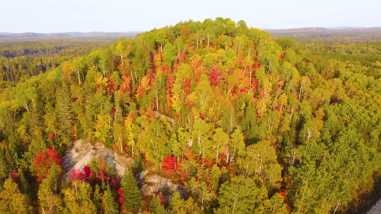 Vibrant fall foliage in Northern Ontario forest, with bright red and orange leaves contrasting green trees, aerial orbit around hillside with thin tall trees illuminated by golden light
