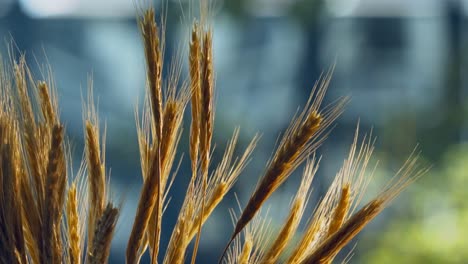cámara lenta las espigas de trigo de un cultivo de cereal dorado en el campo