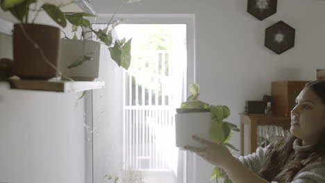 woman arranging houseplants on a shelf