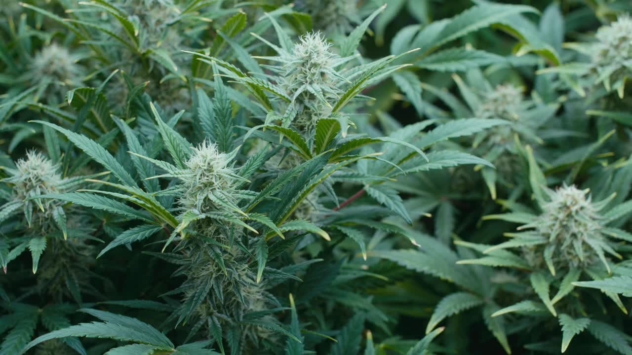 Marijuana Plants in Bloom