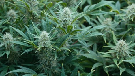 marijuana plants in bloom