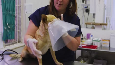 mujer caucásica voluntaria cuidando a un perro