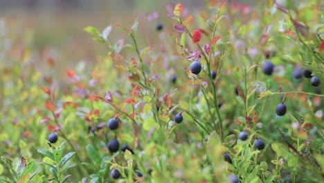 Wild-Bilberries-(Vaccinium-myrtillus)-in-the-forest.