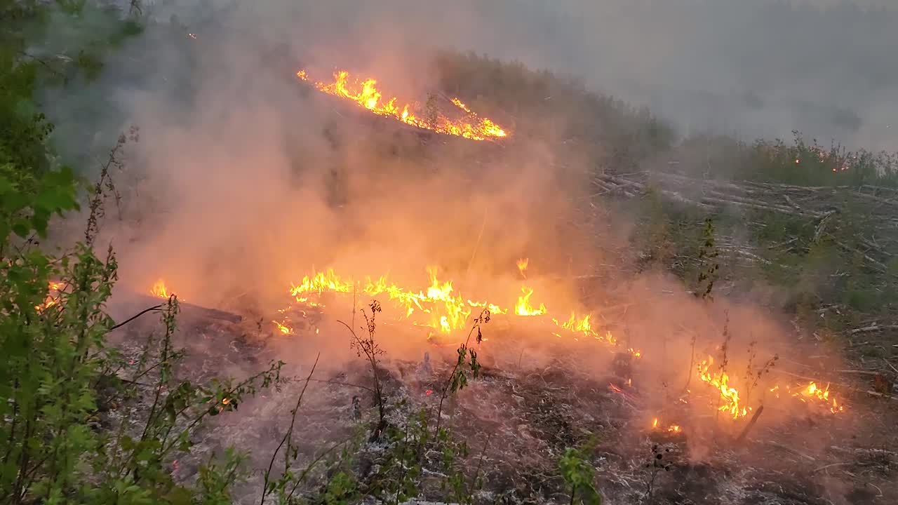 лесной пожар, горящая сухая растительность быстро распространяется