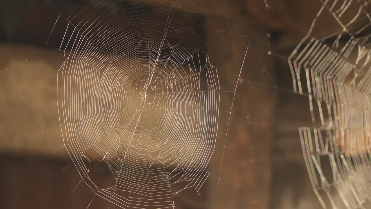 빛으로 빛나는 거미줄