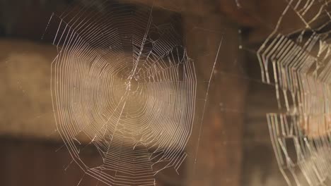 la red de araña iluminada por la luz del sol