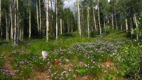 Filmischer-Zeitlupenschwenk-Nach-Links,-Friedliche-Brise,-Farbenfroher-Colorado-Sommer,-Wildblumen,-Espenwald,-Kebler-Pass,-Crested-Butte,-Gunnison,-Atemberaubende-Rocky-Mountains,-Landschaft,-Tal,-Blauer-Himmel,-Wolken