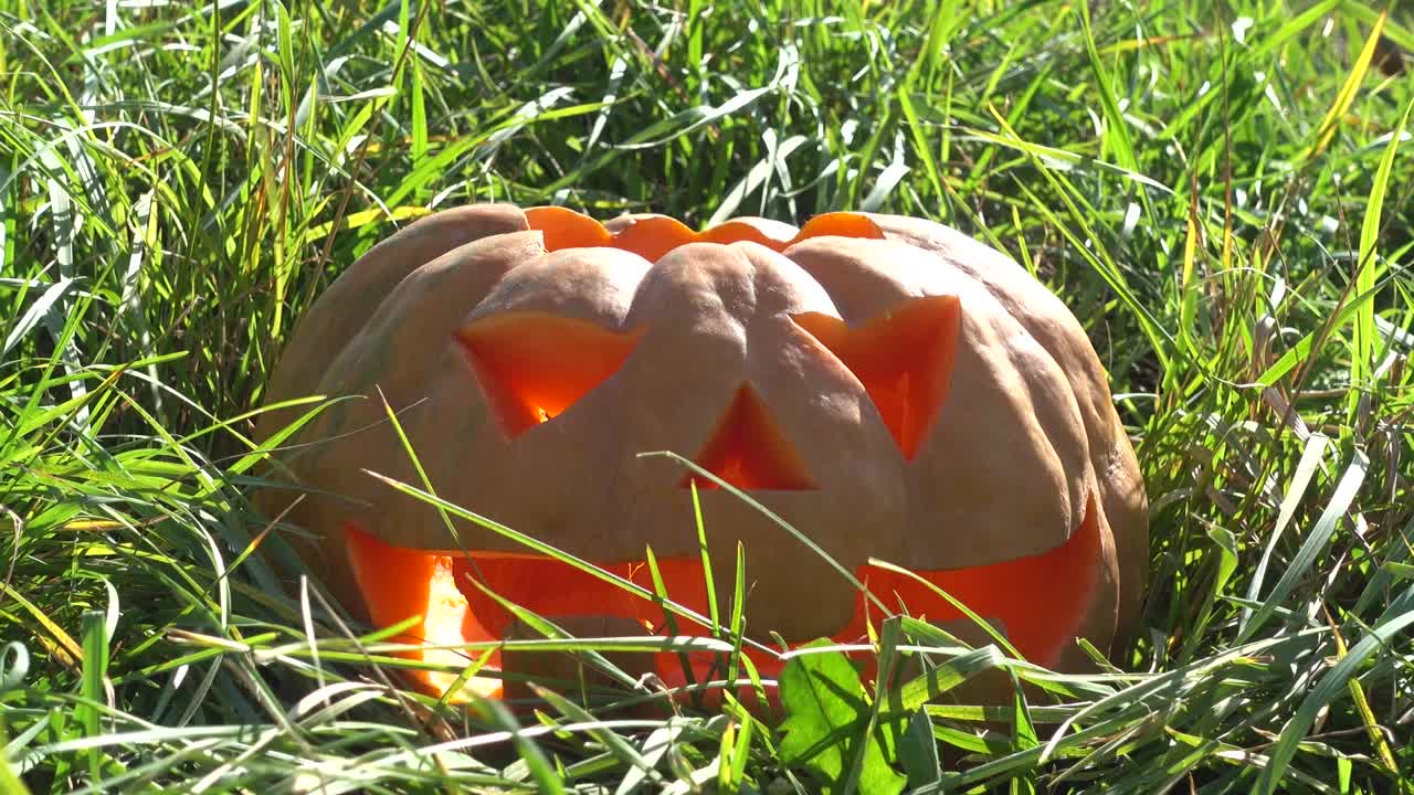 Zucca spettrale di Halloween. Riprese a ottobre