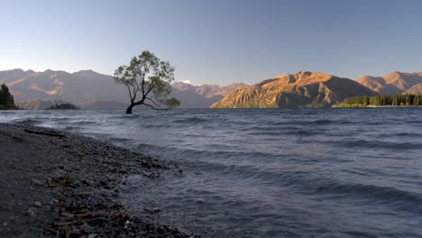 amanecer en el árbol wanaka, el árbol más famoso de nueva zelanda