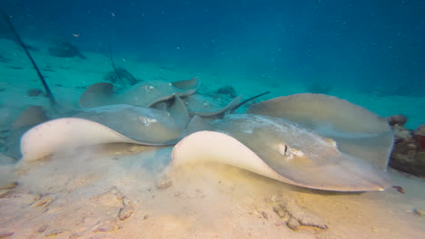vista frontal de cuatro grandes rayas que descansan en el fondo arenoso de un arrecife de coral en el océano índico