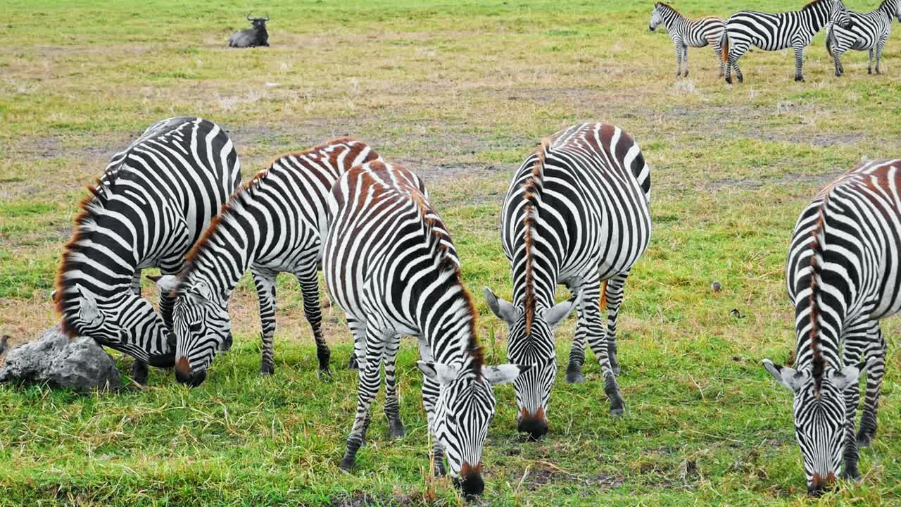Una grande mandria di zebre attraversa una strada sterrata e pascola pacificamente attraverso le vaste pianure della savana del Cratere di Ngorongoro, Tanzania, catturando la bellezza della fauna selvatica africana e dell'habitat naturale della prateria.
