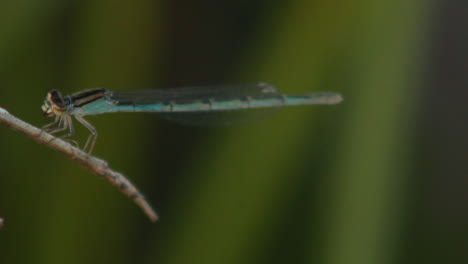 dragonfly moving its mouth perched on a plant