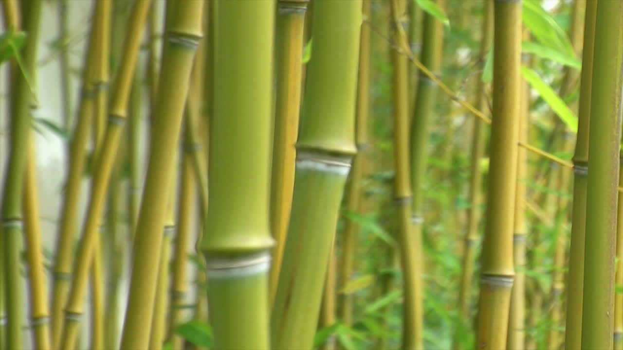 crecimiento denso de bambú