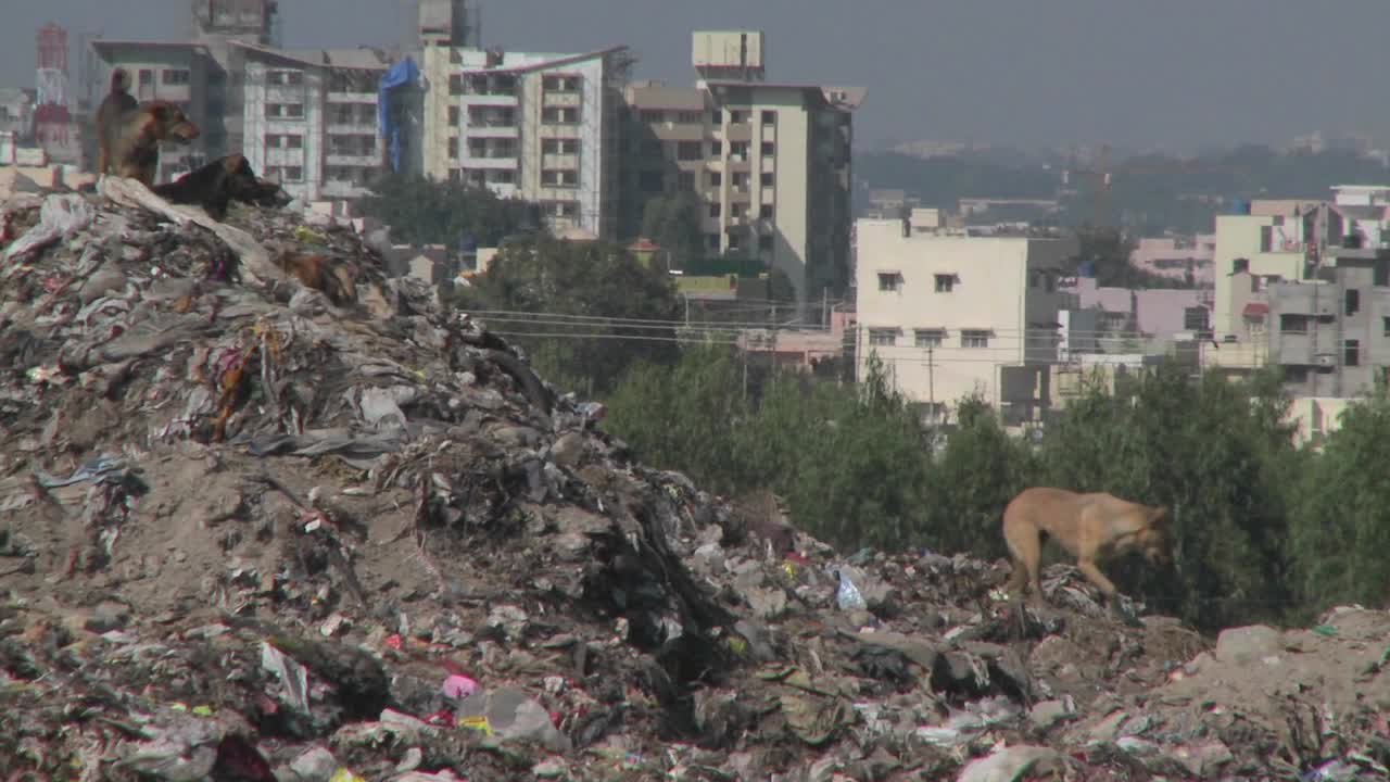los perros caminan a través de un montón de basura fuera de una ciudad