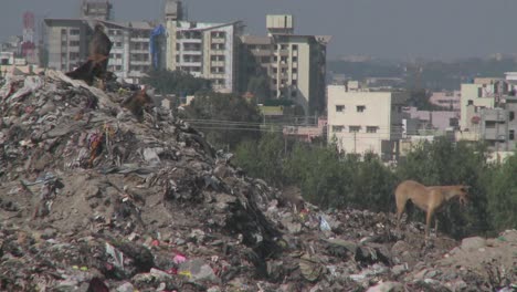 Dogs-walk-through-a-pile-of-garbage-outside-a-city