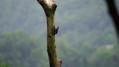 Pelatuk-besi-or-dinopium-javanense-or-Woodpecker-pecking-and-hanging-on-tree-in-Indonesian-forest-on-sunny-day