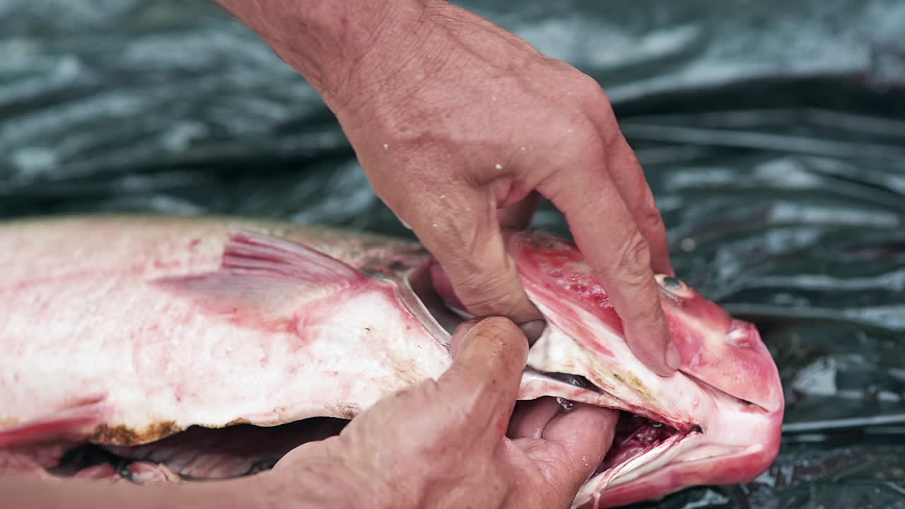 Open fish showing internal organs during cleaning process