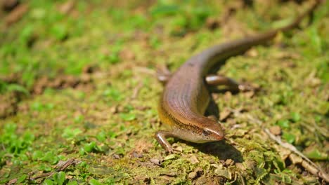 wildlife of garden lizards are one of the most common types of lizards found in indonesia