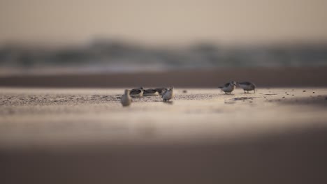 shorebirds at sunrise/sunset