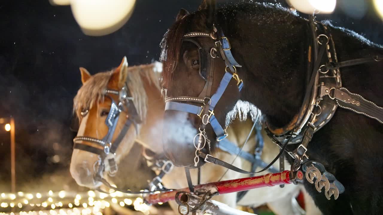 caballos de tiro con arnés en una fría noche de invierno, movimiento lento del vapor de aliento del animal, de cerca