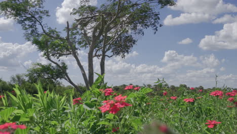 Idyllische-Szene-Mit-Roten-Wildblumen-Und-Im-Wind-Schwankendem-Baum