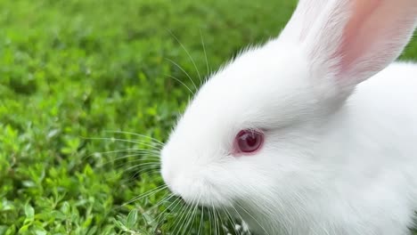 a beautiful little white bunny with big red eyes, he eats green grass. slow motion