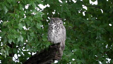 close view of a great horned owl on a tree