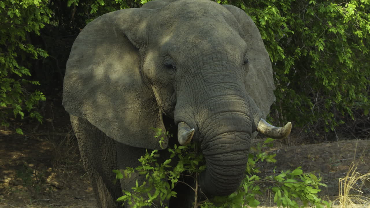 Powerful elephant bull grabs a large branch with fig leaves using his trunk. He brings it from the bottom to his mouth and begins to chew. Camera follows his movement. In background a green thicket.