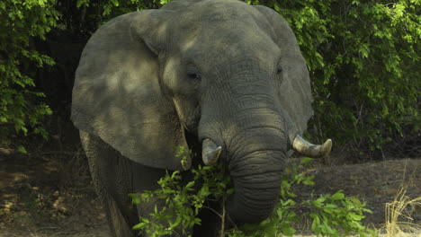 powerful elephant bull grabs a large branch with fig leaves using his trunk. he brings it from the bottom to his mouth and begins to chew. camera follows his movement. in background a green thicket.