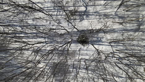 people slowly snow-shoe through the woods in the winter, as seen from a drone following overhead