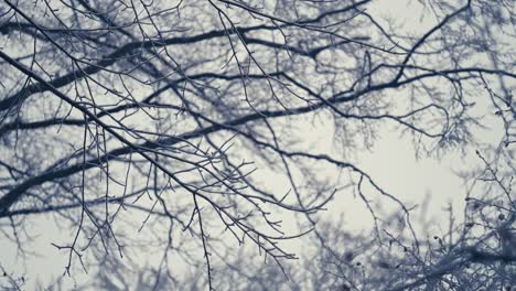 La-Maraña-De-Las-Ramas-De-Los-árboles-Contra-El-Cielo-Pálido-De-Invierno