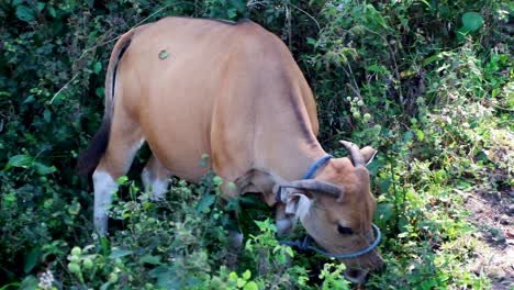 una vaca marrón con cuernos comiendo hierba en timor leste