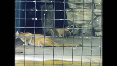 tiger in a cage at a zoo. circa usa - 1970s: a tiger is confined in a cage at a zoo in this 1970s video archive from the usa.