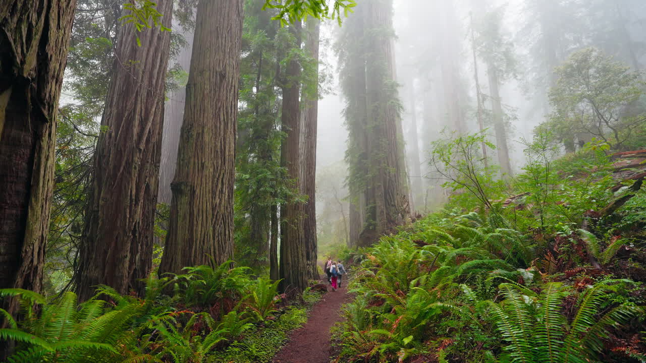 Madre e figli che esplorano insieme la foresta di sequoie giganti