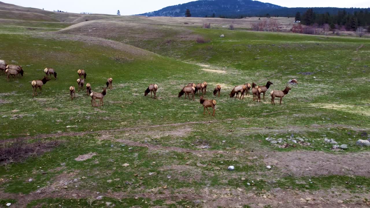 gran rebaño de alces migrando y pastando