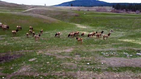 gran rebaño de alces migrando y pastando
