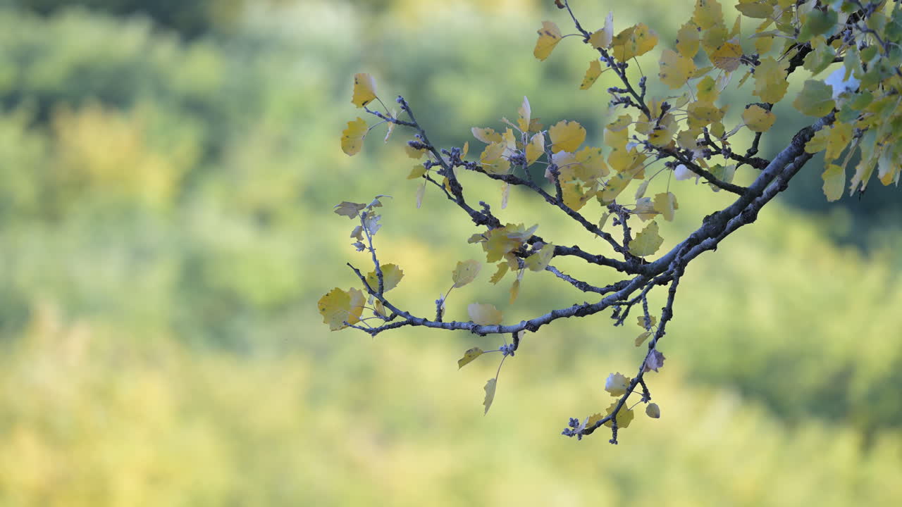 Yellow autumn leaves on branch with soft green background