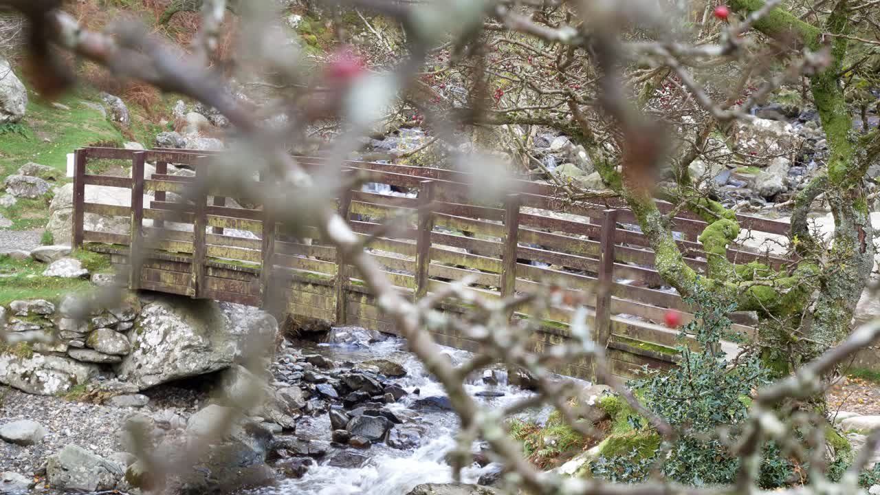 puente de madera del río rocoso a través de las ramas de los árboles de bayas rojas coloridas muñeca del desierto izquierda descendente