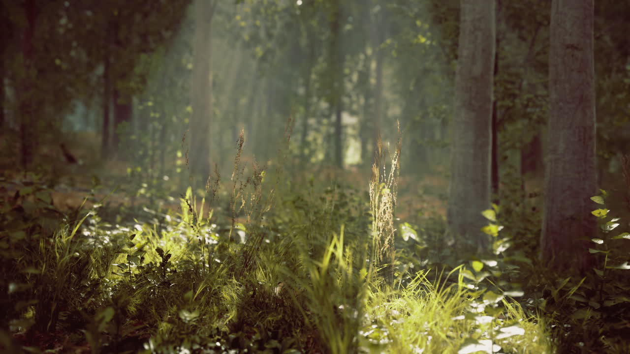 조용 한 숲 에서 나무 를 가로질러 는 빛