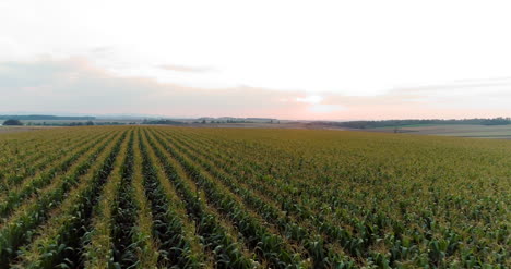 Agriculture-Aerial-Shot-Of-Corn-Field