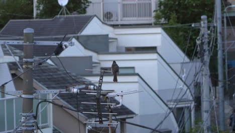 bulbul de orejas marrones descansando sobre una antena en una zona residencial en tokio, japón - cerrar