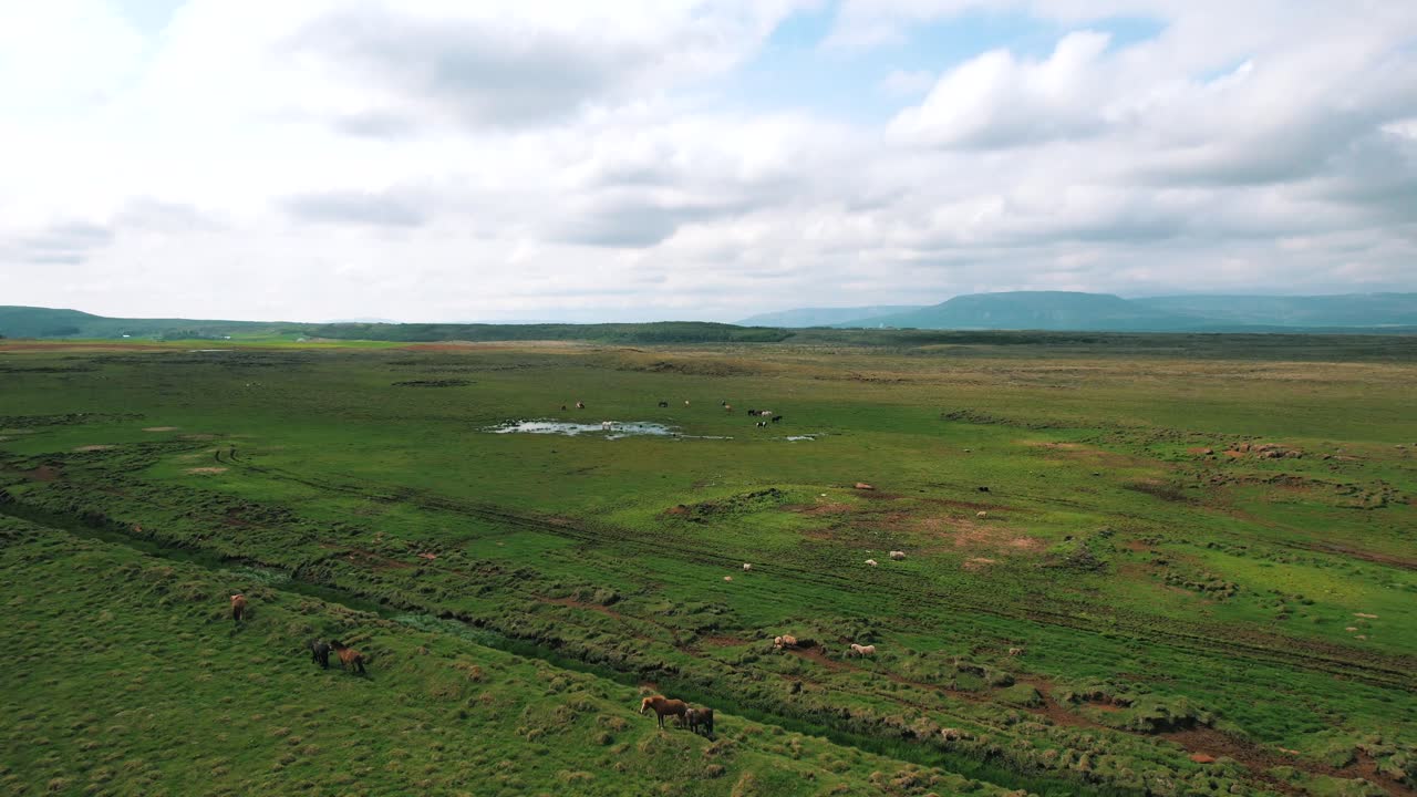 야생 말과 함께 아이슬란드 시골 위를 날아다니는 항공기