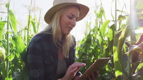 Video-of-happy-caucasian-woman-using-tablet-in-cornfield-on-sunny-day