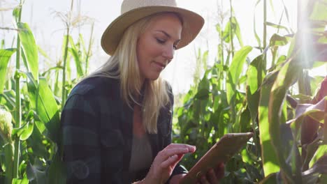 video of happy caucasian woman using tablet in cornfield on sunny day