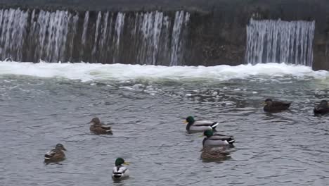 Patos-Cerca-De-Una-Cascada-En-Invierno