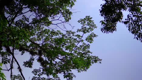 Tilt-reveal-shot-between-leaves-of-the-great-palace-and-observatory-tower-at-Palenque-chiapas-Mexico-Maya-civilization