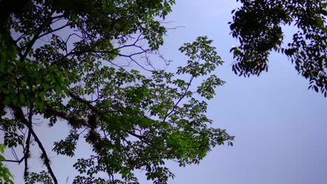팔렌케 치아파스 (palenque chiapas, 멕시코) 의 위대한 궁전과 천문대 (observatory tower) 의 잎들 사이에서 촬영된 기울기 사진.
