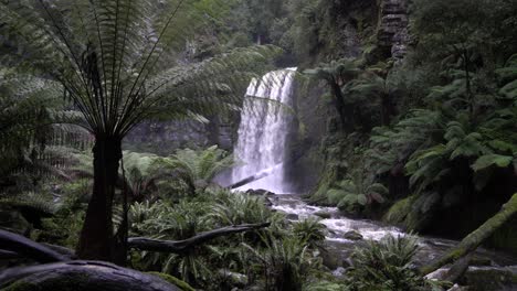 waterfall in rainforest with large fern