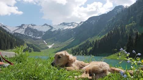 Ein-Süßer,-Verspielter-Golden-Retriever-Welpe-Reibt-Sich-Den-Rücken-Im-Gras,-Bevor-Er-Vor-Einem-Wunderschönen-Bergsee-In-Den-Französischen-Alpen-Von-Etwas-Rechts-Erschreckt-Und-Erschreckt-Wird